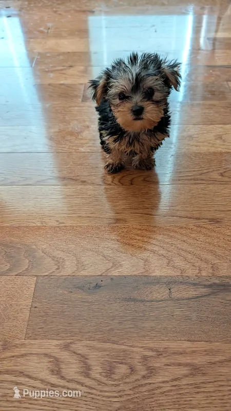 Butch – Yorkshire Terrier puppy for sale in Grandview, TN