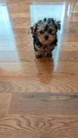 Butch, a male Yorkshire Terrier for sale in Grandview, TN – 1 of 3