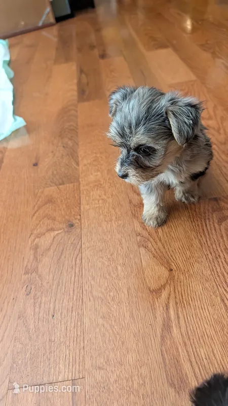 Morkie 3 – Morkie puppy for sale in Grandview, TN
