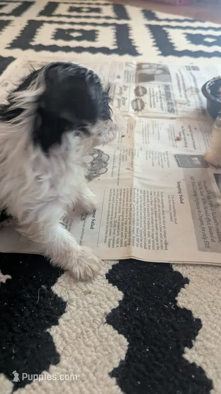 Blk & wh female – Morkie puppy on hold in Grandview, TN