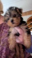 Butch, a male Yorkshire Terrier for sale in Grandview, TN – 3 of 3