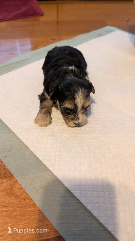 Morkie 6 – Morkie puppy for sale in Grandview, TN