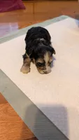 Morkie 6, a male Morkie for sale in Grandview, TN – 1 of 3