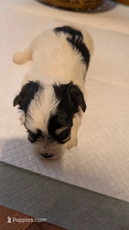 Morkie 1 – Morkie puppy for sale in Grandview, TN