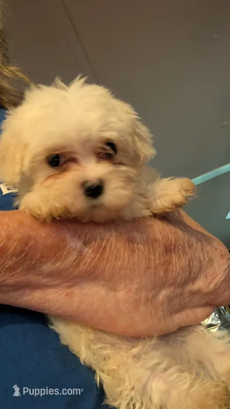 Chunky – Maltese puppy for sale in Grandview, TN