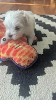 Chunky, a male Maltese for sale in Grandview, TN – Photo 2 of 3