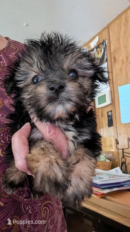 Monkey  – Maltese, Yorkshire Terrier puppy for sale in Grandview, TN