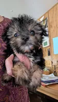 Monkey , a male Maltese and Yorkshire Terrier for sale in Grandview, TN – 1 of 4