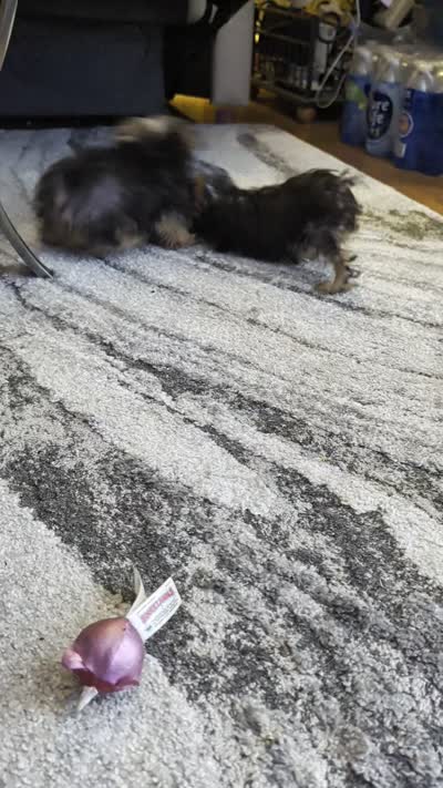 Sam, a male Yorkshire Terrier for sale in Grandview, TN – 3 of 3