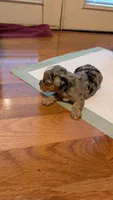 Morkie 4, a female Morkie for sale in Grandview, TN – 3 of 3