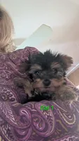 Girl 1, a female Yorkshire Terrier for sale in Grandview, TN – Photo 1 of 6