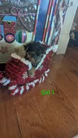 Girl 1, a female Yorkshire Terrier for sale in Grandview, TN – Photo 4 of 6