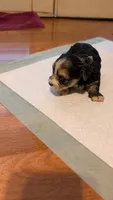 Morkie 6, a male Morkie for sale in Grandview, TN – 3 of 3