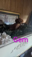 Gem, a female Cavalier King Charles Spaniel for sale in Grandview, TN – Photo 8 of 8