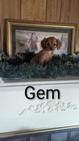 Gem, a female Cavalier King Charles Spaniel for sale in Grandview, TN – Photo 7 of 8