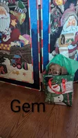 Gem, a female Cavalier King Charles Spaniel for sale in Grandview, TN – Photo 2 of 8
