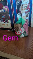 Gem, a female Cavalier King Charles Spaniel for sale in Grandview, TN – Photo 3 of 8