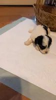 Morkie 1, a female Morkie for sale in Grandview, TN – 3 of 3