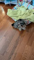 Olive, a female Morkie for sale in Grandview, TN – 3 of 3