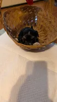 Morkie 5, a male Morkie for sale in Grandview, TN – 1 of 1
