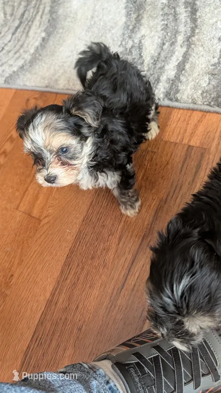 Morkie 6 – Morkie puppy for sale in Grandview, TN