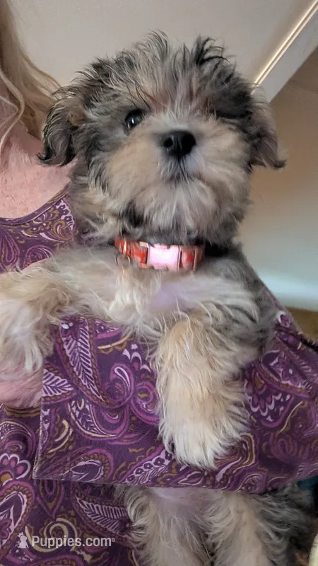 Olive, a female Morkie for sale in Grandview, TN – 1 of 3