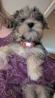 Olive, a female Morkie for sale in Grandview, TN – 1 of 3
