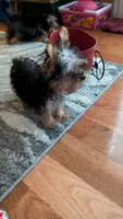 Sam, a male Yorkshire Terrier for sale in Grandview, TN – 2 of 3
