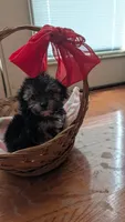 Monkey , a male Maltese and Yorkshire Terrier for sale in Grandview, TN – 3 of 4