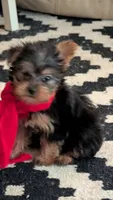 Sam, a male Yorkshire Terrier for sale in Grandview, TN – 3 of 4