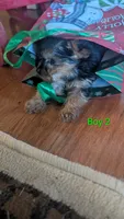 Boy 2, a male Yorkshire Terrier for sale in Grandview, TN – Photo 3 of 5
