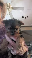 Boy 2, a male Yorkshire Terrier for sale in Grandview, TN – Photo 1 of 5