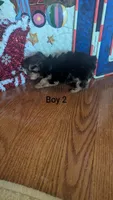 Boy 2, a male Yorkshire Terrier for sale in Grandview, TN – Photo 5 of 5