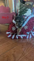 Boy 2, a male Yorkshire Terrier for sale in Grandview, TN – Photo 4 of 5
