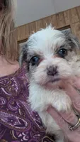 Blueberry , a female Morkie for sale in Grandview, TN – Photo 1 of 5