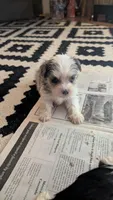 Blueberry , a female Morkie for sale in Grandview, TN – Photo 2 of 5
