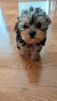 Butch, a male Yorkshire Terrier for sale in Grandview, TN – 2 of 3