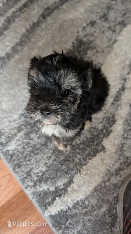Morkie 5 – Morkie puppy for sale in Grandview, TN
