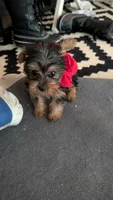 Sam, a male Yorkshire Terrier for sale in Grandview, TN – 4 of 4