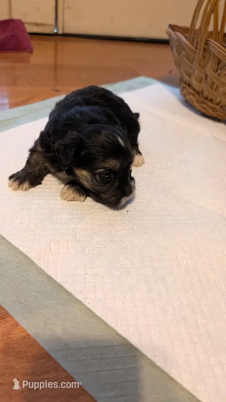 Morkie 2 – Morkie puppy for sale in Grandview, TN