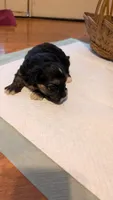 Morkie 2, a female Morkie for sale in Grandview, TN – 1 of 1