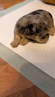Morkie 3, a female Morkie for sale in Grandview, TN – 3 of 4