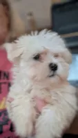 CKC Maltese, a male Maltese for sale in Grandview, TN – 1 of 2