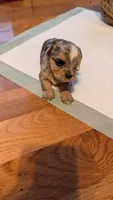 Morkie 4, a female Morkie for sale in Grandview, TN – 2 of 3