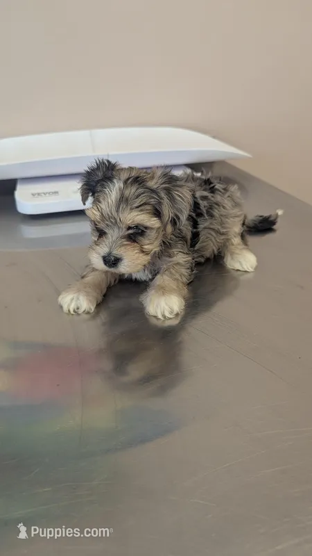 Sparkles – Morkie puppy for sale in Grandview, TN