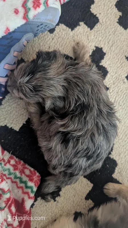 Sparkles – Morkie puppy for sale in Grandview, TN