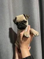 Zoe, a female Pug for sale in Rialto, CA – Photo 2 of 2