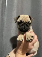 Zoe, a female Pug for sale in Rialto, CA – Photo 1 of 2