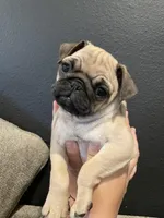 Zoe , a female Pug for sale in Rialto, CA – Photo 1 of 2