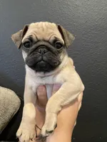 Zoe , a female Pug for sale in Rialto, CA – Photo 2 of 2